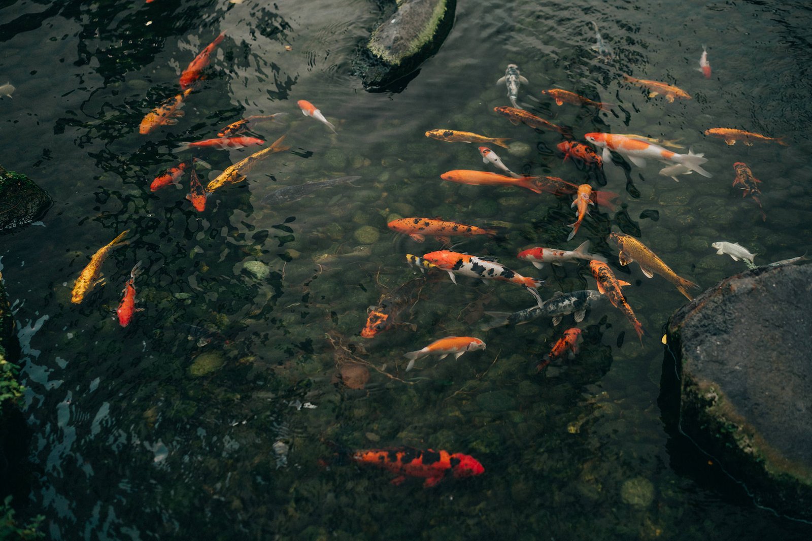 Vibrant koi fish swim in a tranquil pond at the Keyaki Garden Pavilion in Singapore, with smooth rocks and lush greenery visible in the dappled sunlight.