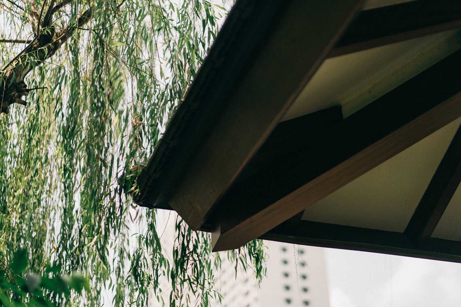 View from under a modern garden pavilion at a Keyaki Garden Pavilion wedding in Singapore, with lush green weeping willow branches framing the scene.