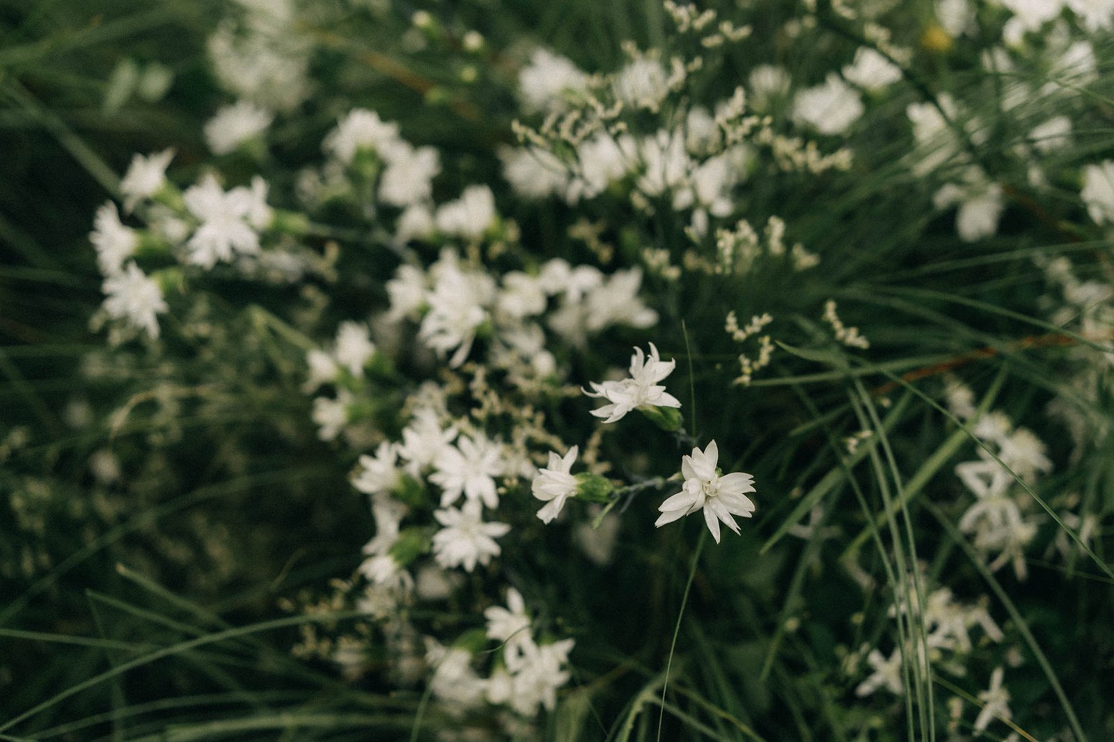 Close-up of delicate white wildflowers and green foliage, suggesting a natural, organic setting, possibly at a Monti at 1-Pavilion wedding in Singapore.