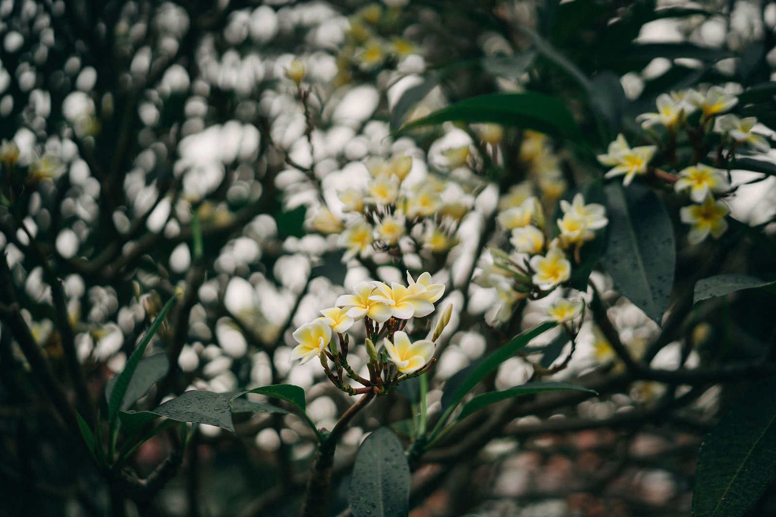 Close-up of delicate white and yellow plumeria flowers blooming on a branch, with dark green leaves and a blurred background of foliage.