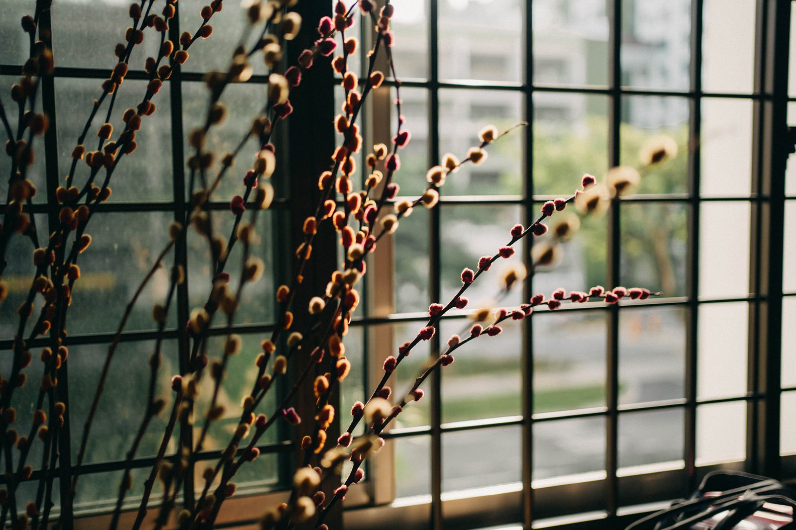 Softly lit pussy willow branches with fuzzy buds are arranged in a vase near a window with a grid pattern, casting a warm, natural glow.